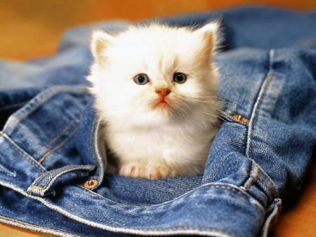 petit chat