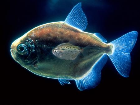 poisson